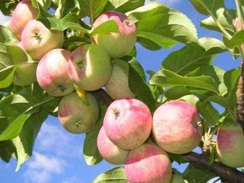 Как сажать яблони осенью - подготовка почвы - фото