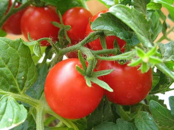 Как собрать семена помидор и их хранение - фото
