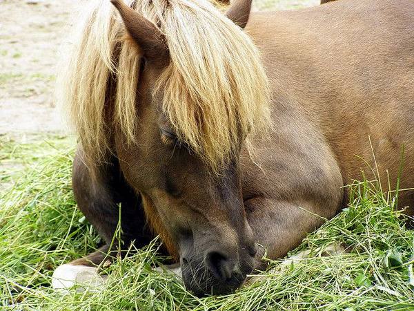 Какой сон предпочтителен для лошадей - фото
