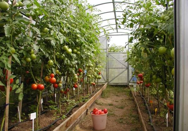 Как ухаживать за помидорами в теплице, чтобы добиться отменного урожая? - фото