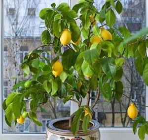 Уход и выращивание лимона в домашних условиях - фото