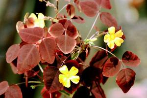 Как выращивать цветок кислицы оксалис: описание, уход и фото - фото