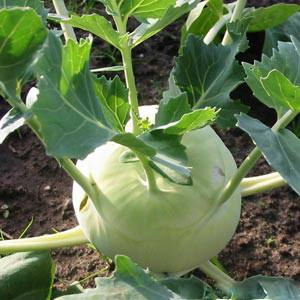 Как вырастить капусту кольраби, сбор урожая и условия хранения с фото