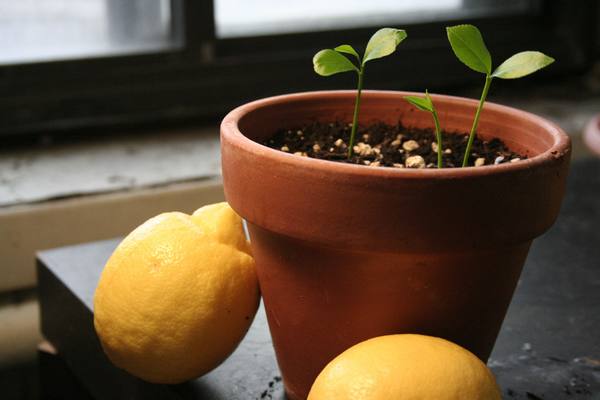 Выращиваем лимона из косточки - фото