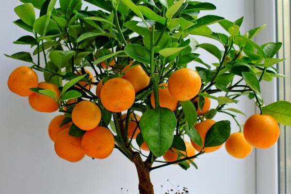 Как вырастить мандарин из косточки в домашних условиях - фото