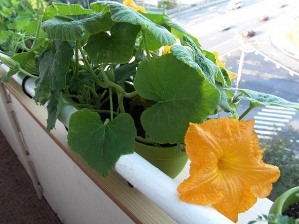 Как правильно вырастить тыкву дома на балконе или подоконнике - фото