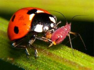 Полезные насекомые сада и огорода - природное спасение вашего участка - фото