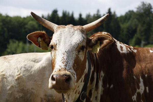Самые популярные виды коров - фото