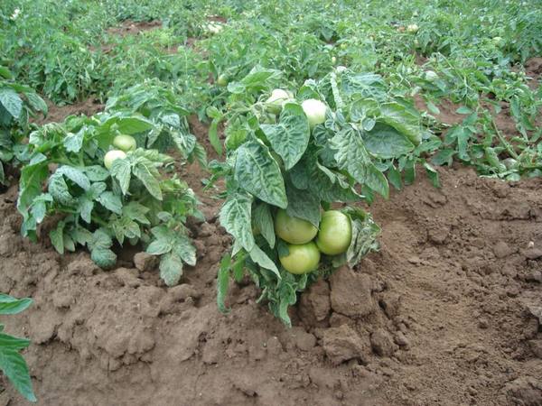 Низкорослые томаты для открытого грунта и теплиц, урожайные и вкусные с фото