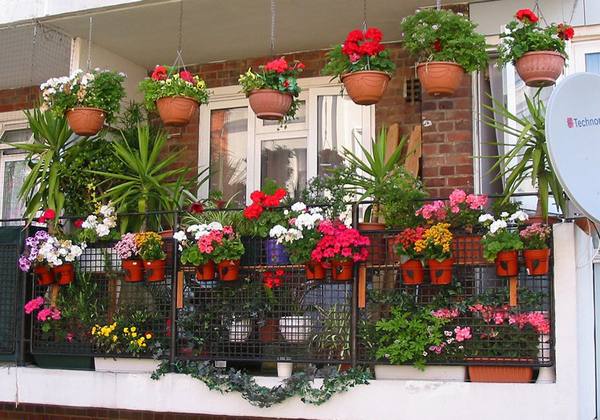 Какие цветы посадить на балконе, чтобы цвели все лето? - фото
