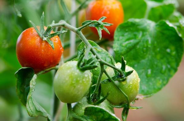 Подкормки и удобрение помидор открытого грунта, подготовка семян к посеву - фото
