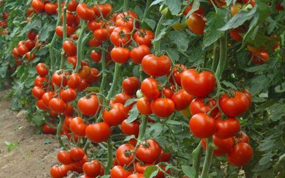 Какого числа необходимо высаживать помидоры? с фото