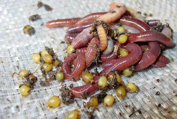 Калифорнийские черви  разведение для успешного приготовления вермигрунта с фото