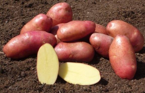 Картофель «Беллароза» — вкусный и урожайный с фото