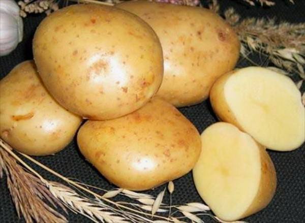 Вырастим картофель «Гала» — сорт жёлтый и вкусный - фото