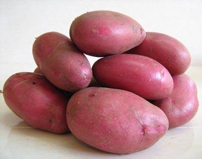 Для вкусной жареной картошки посадите сорт «Роко» с фото