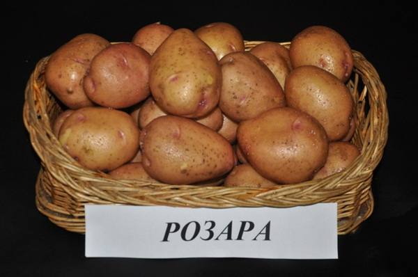 Картофель «Розара» — старый проверенный сорт с фото