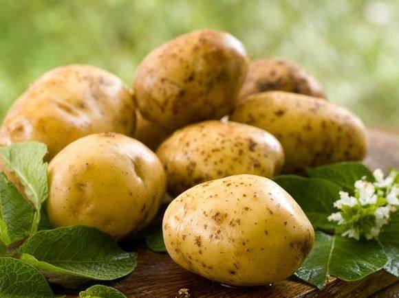 ?? Картофель «Уладар» — ранний, вкусный, урожайный с фото