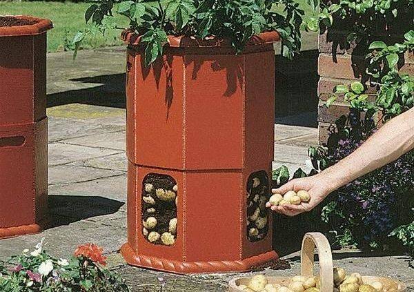 Правильное выращивание картофеля в бочке и из семян - фото