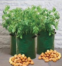 Выращивание картошки в мешках  необычный способ: посадка и уход за культуро ... - фото