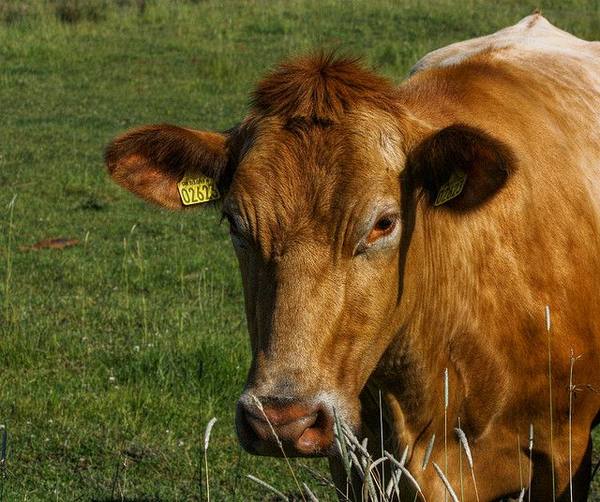 Симптомы и лечение кетоза у коров - фото
