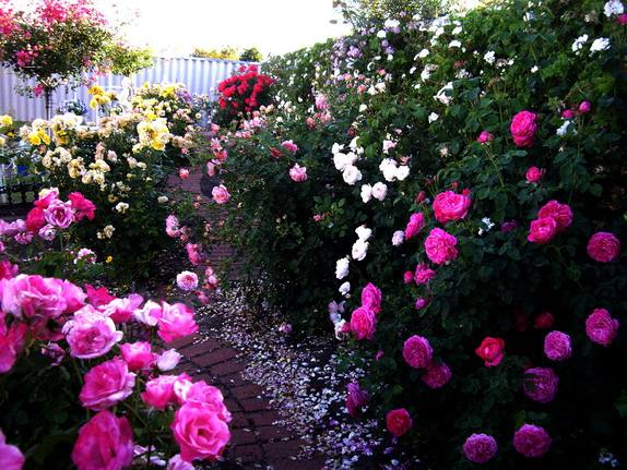 Классификация садовых роз - фото