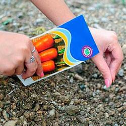 Когда садить морковь: лучшие сроки и сорта для Урала с фото