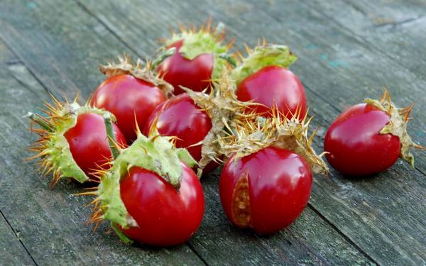 Колючий помидор личи  экзотический овощ, который можно вырастить в средней полосе с фото