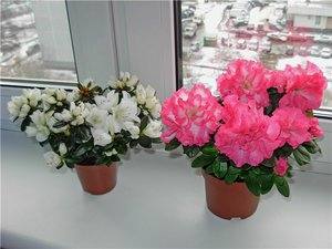 Комнатный цветок азалия: выращивание и уход в домашних условиях - фото