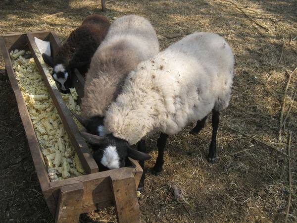 Самодельные кормушки из подручных материалов для овец - фото