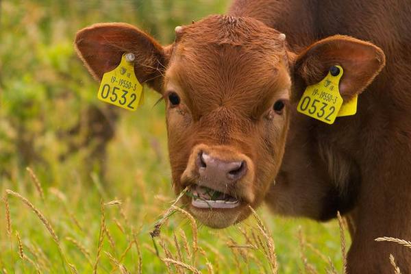 Что делать если корова перестала жевать жвачку? - фото