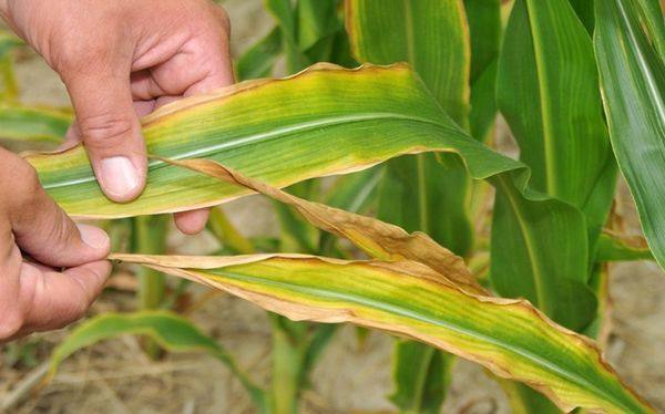 Подкормка и удобрения для кукурузы - фото