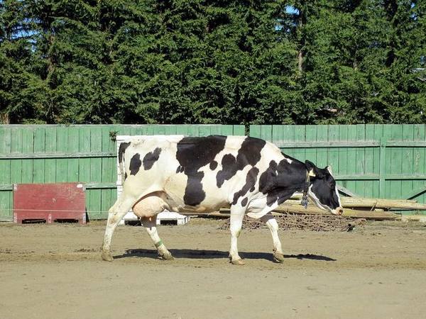 Заболевания вымени у коровы: лечение - фото