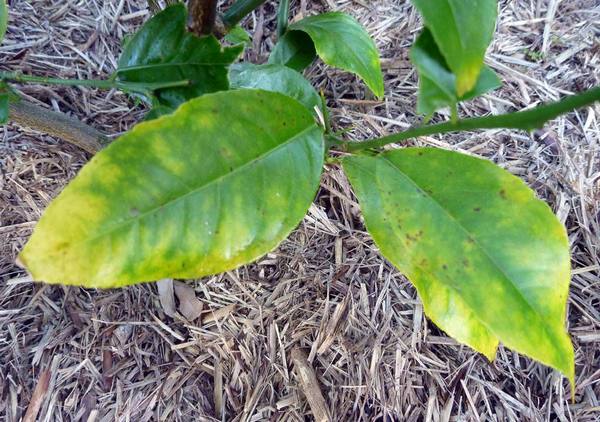 Причины желтизны и опадания листьев у лимона с фото