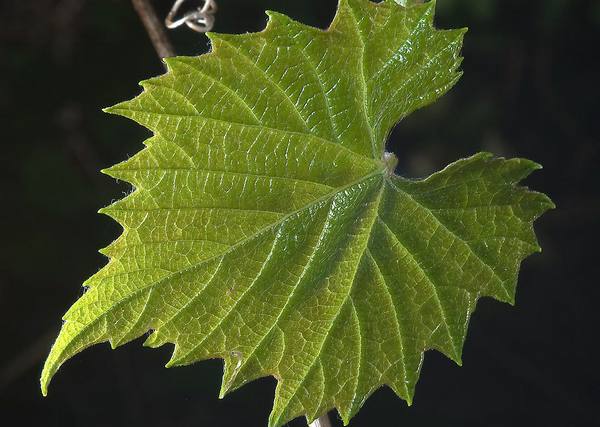 Структура листа винограда и его вид с фото