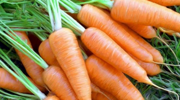 Лучшие сорта моркови для зимнего хранения - фото