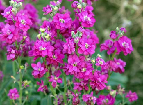 Посейте маттиолу — впустите в свой сад аромат - фото