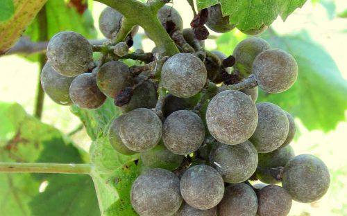 Мильдью на винограде  способы лечения - фото
