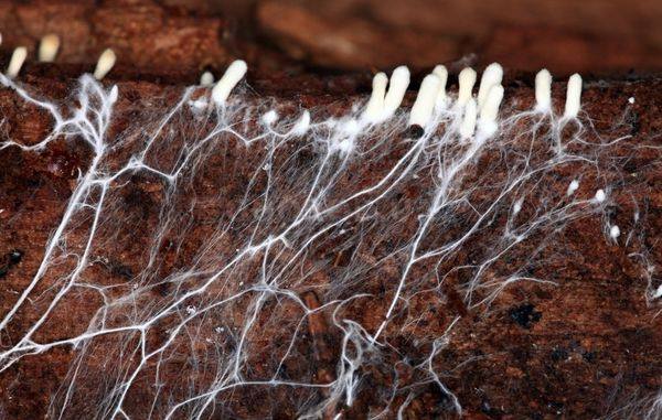 Что такое мицелий грибов и как это выглядит - фото