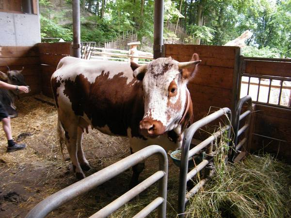 Уникальность монбельярдских коров - фото