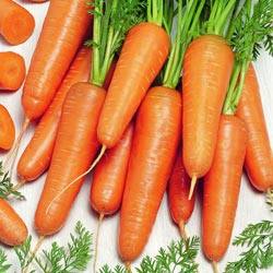 Описание и характеристика моркови Канада  высокоурожайного и неприхотливого ... - фото