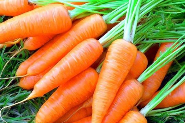 Польза и вред моркови для организма человека - фото