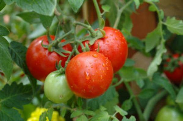 Мульчирование помидоров в теплице - фото