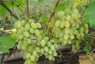 Нормировка или как определить нагрузку винограда на куст - фото