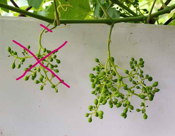 Рекомендации по обрезке винограда после цветения - фото