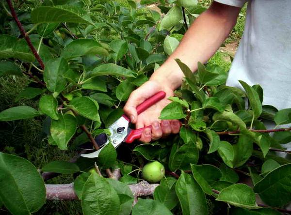 Обрезка яблони и груши с учетом особенностей плодоношения - фото