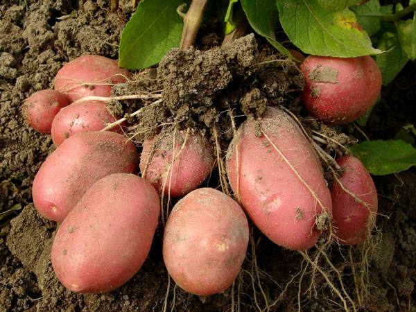 Окучивание картошки: пошаговая инструкция с фото