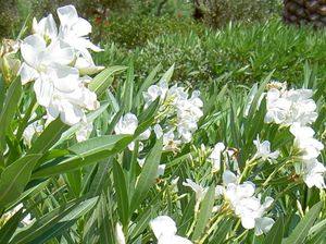 Цветок олеандр: выращивание и уход в домашних условиях, фото - фото
