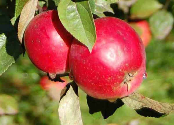 Описание и особенности сортов яблок Анис - фото