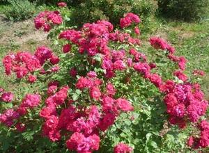 Канадская роза: сорта, описание и фото с фото